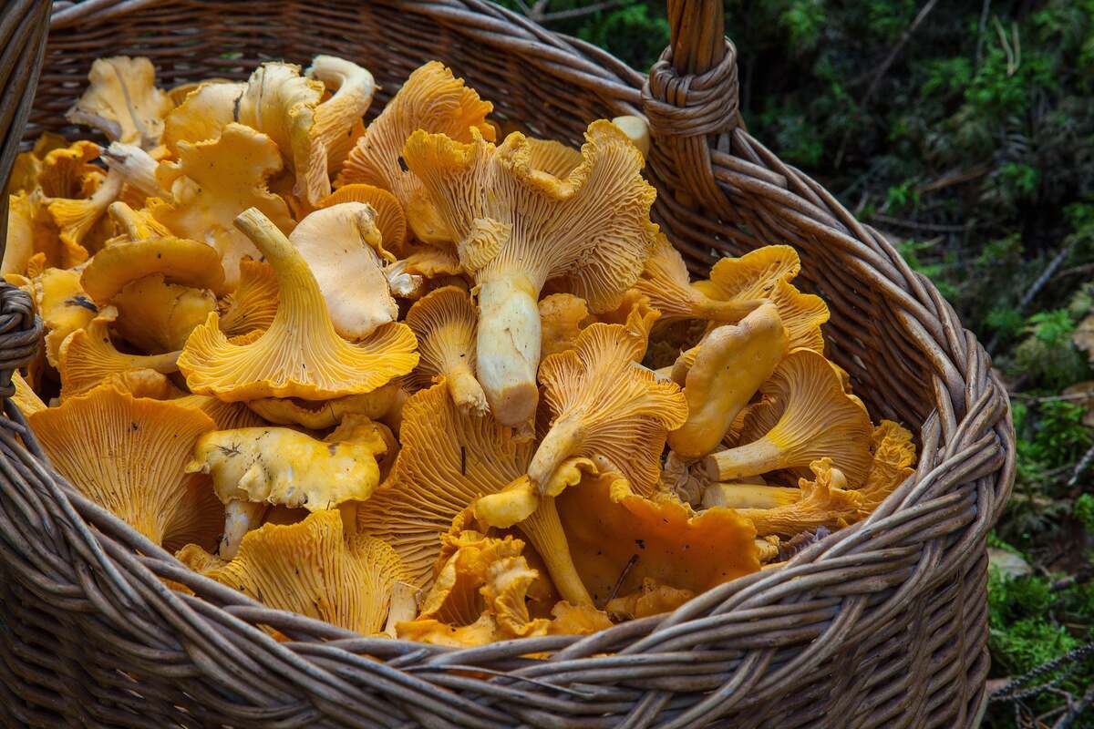 barbroforsberg-fungus-1194380.jpg