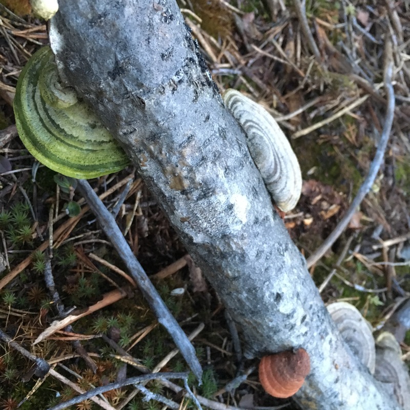 Kääpiä