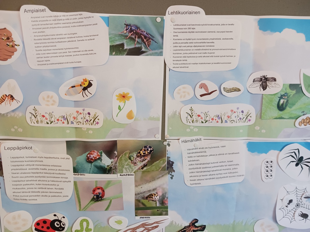Tutustuimme hyönteisiin elokuussa
