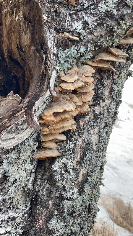 Opintojaksossa perehdytään elämän edellytyksiin ja kaikille eliöille tunnusomaisiin piirteisiin