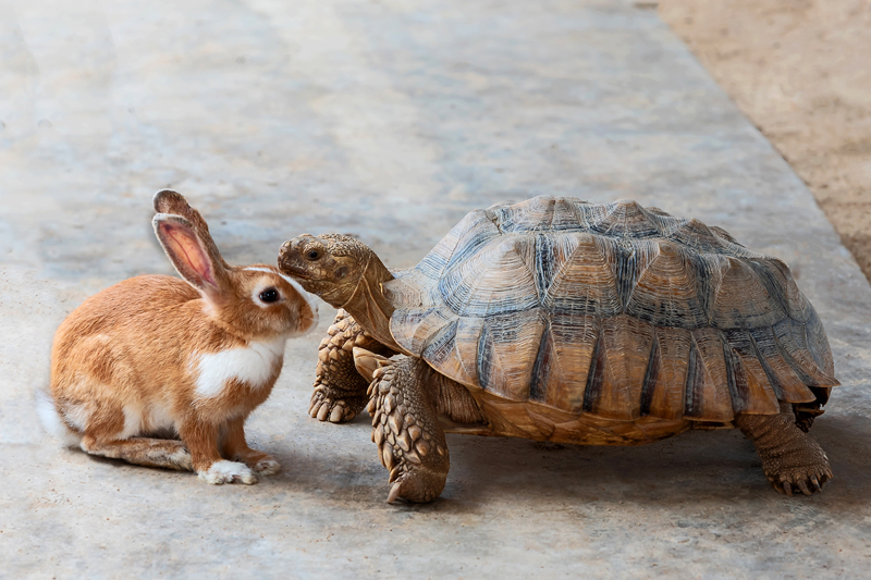 faster, slower, cute, cuter