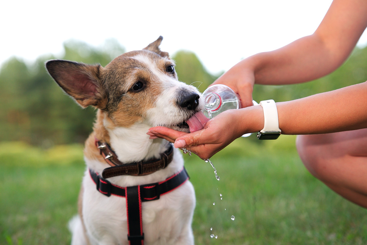 Thirsty dog