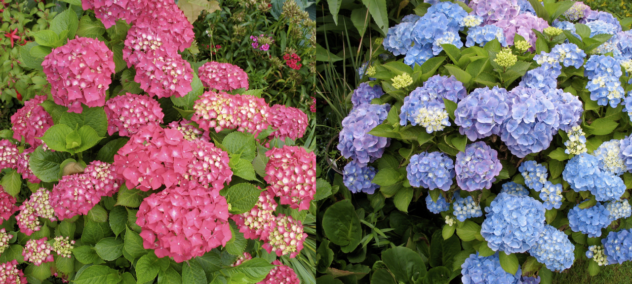 Hortensian kukan väri riippuu maaperän pH:sta: happamassa maassa kukka on sininen, emäksisessä punainen. Hortensian kukan värin vaihtelu onkin esimerkki ympäristön aiheuttamasta muuntelusta.