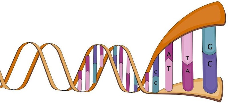 Dna:n rakenne. Dna koostuu neljästä eri emäksestä sekä deoksiriboosista (sokeri) ja fosfaatista.