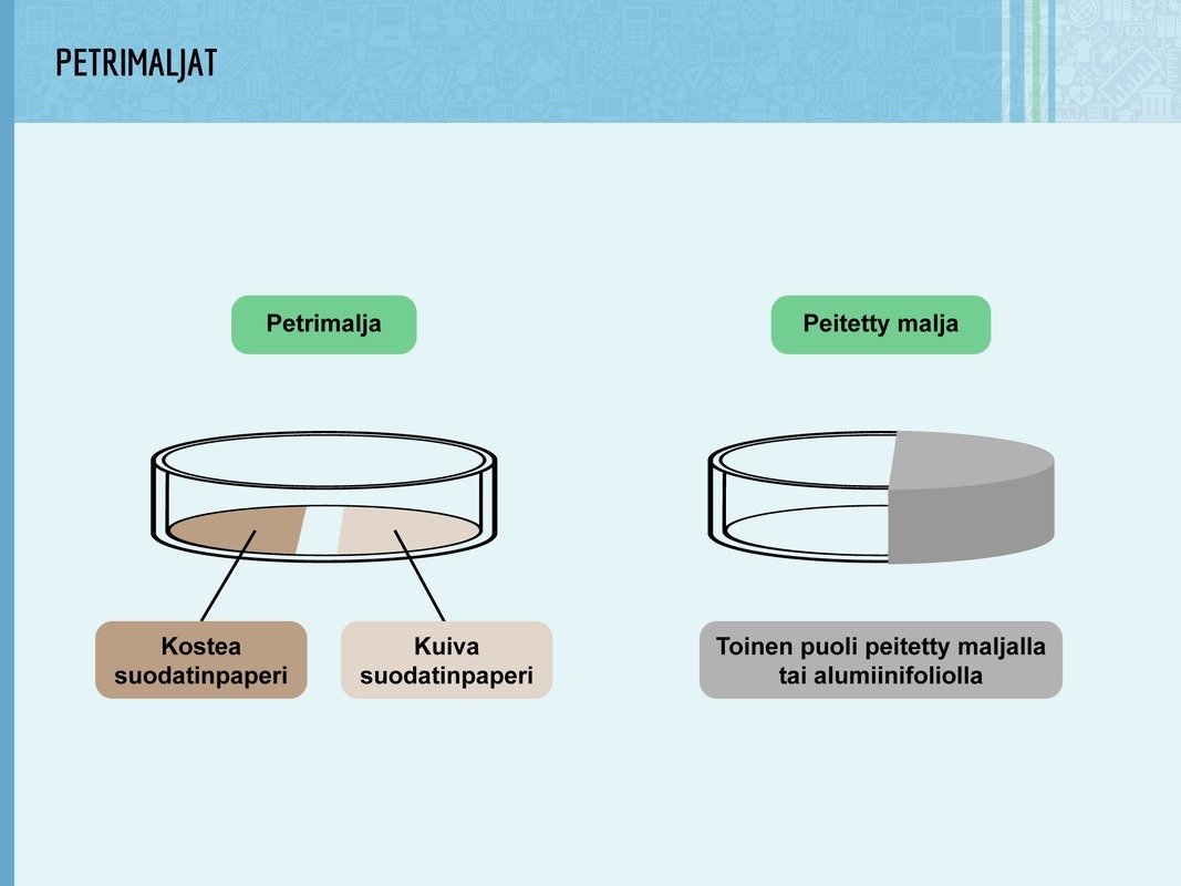 Petrimaljat