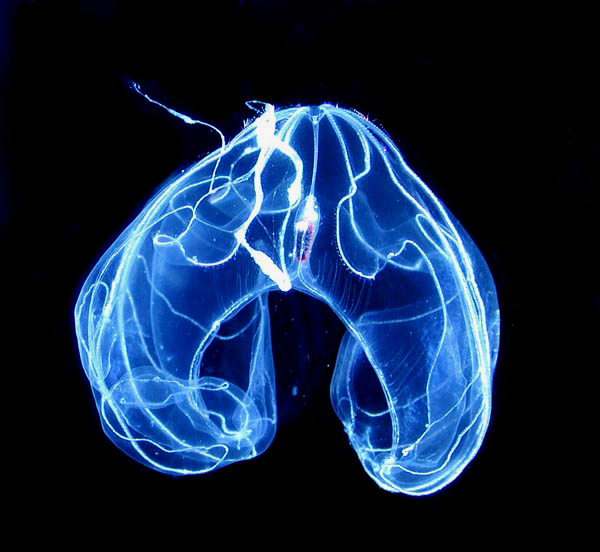 Monet kampamaneetit ovat lasikirkkaita ja itsevalaisevia (bioluminesenssi). Kuvan kampamaneettilaji kuuluu lonkeromaneetteihin.