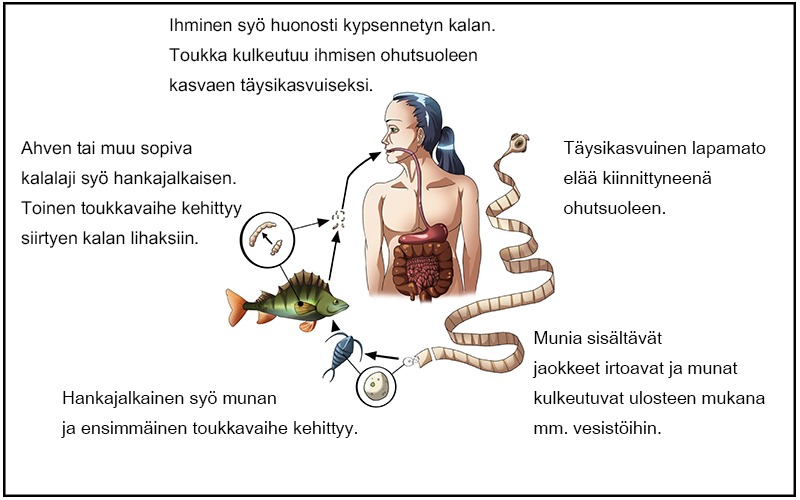 Lapamadon eli leveän heisimadon elinkierto, kun ihminen on isäntälajina.