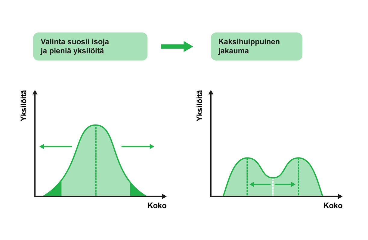 Hajottava valinta, disruptive selection