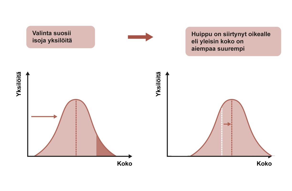 Suuntaava valinta, directional selection