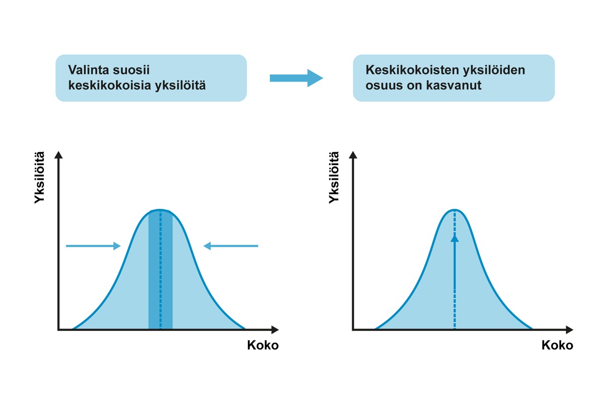 Tasapainottava valinta