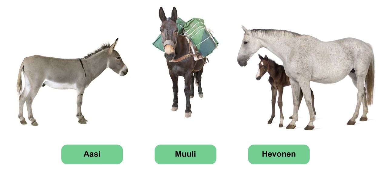 Muuli on hevosen ja aasin risteymä.