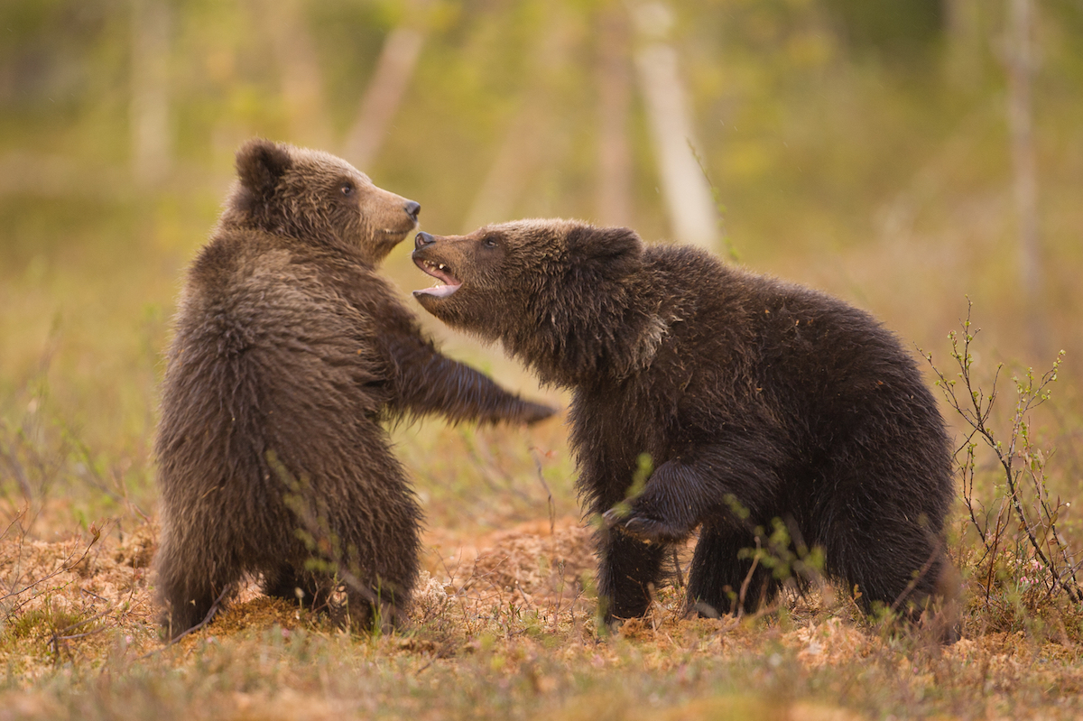 Ursus arctos.
