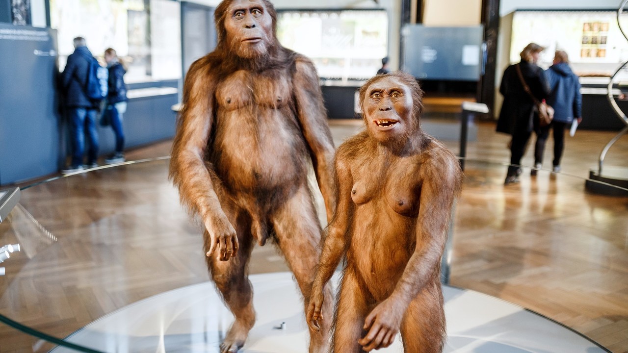 Oliko Homo erectus tällainen? Wienin luonnonhistoriallinen museo.