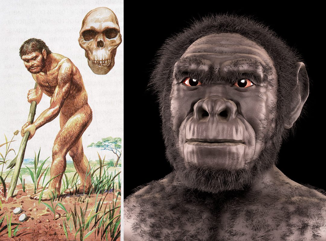 Homo habilis