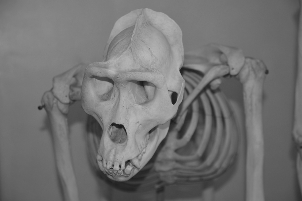 Australopithecus afarensis -rekonstruktio.
