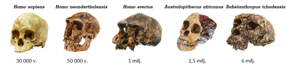 shutterstock_726669265_ihmisen_evoluutio.png