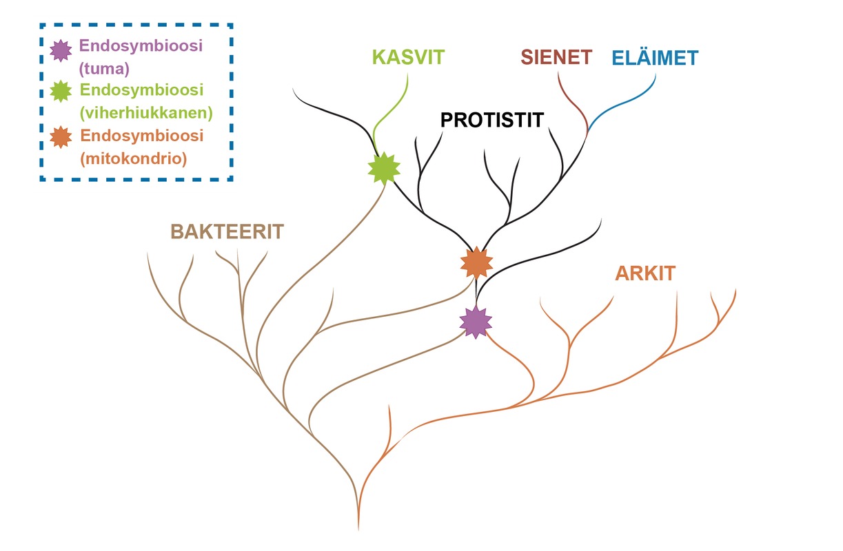 Nykyinen eliökunta ja endosymbioosi.