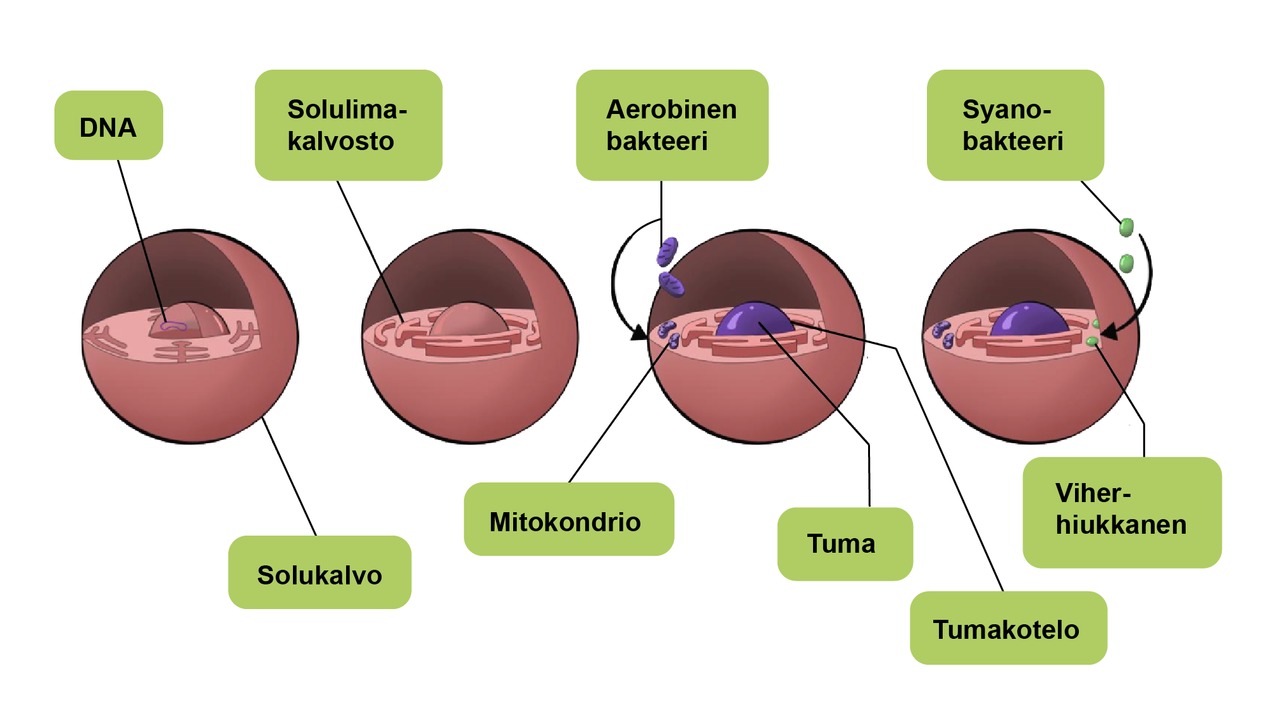 Endosymbioositeoria