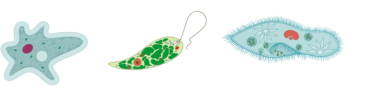 Protisteja: ameba, Euglena-silmälevä ja tohvelieläin.