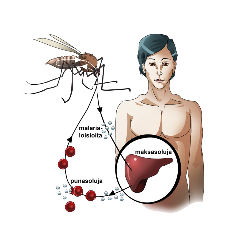 Malarialoision elinkierto. Selvitä malarialoision elinkierron vaiheet.