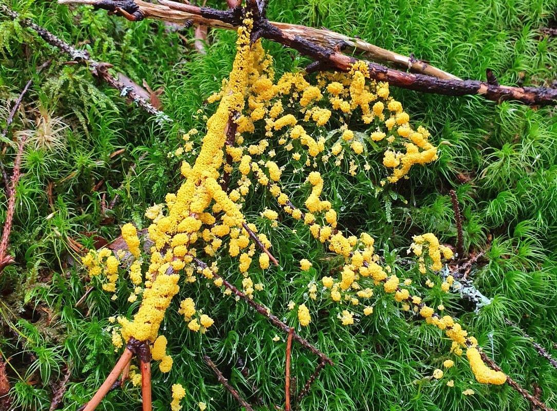 Paranvoi on suomalaisissakin metsissä kasvava limasieni. Se käyttää ravinnokseen lahoavaa kasviainesta.