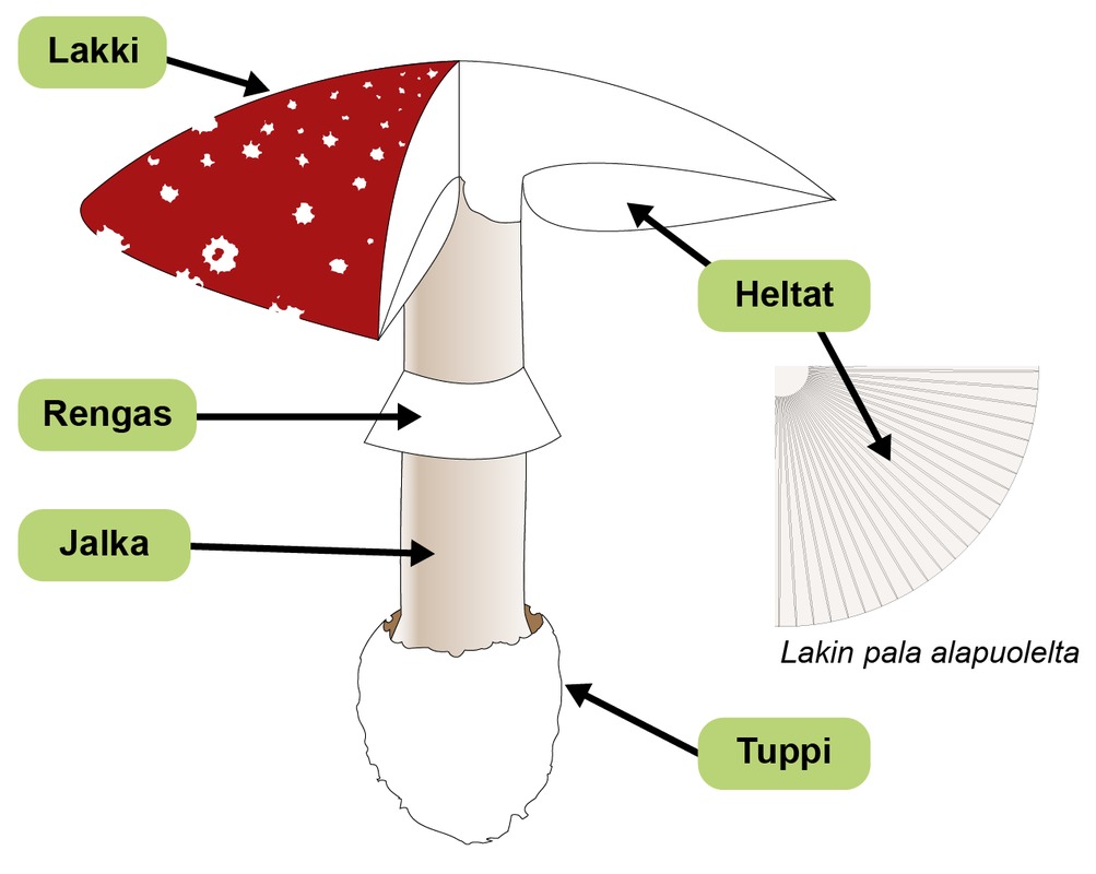 Sienen itiöemän osia (kärpässieni).