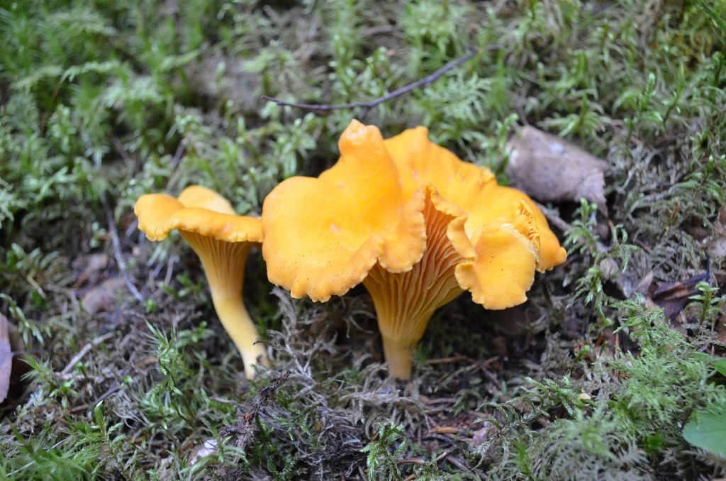 Kanttarelli on koivun mykoritsasieni. Koivun ja kanttarellin välillä on molemminpuolinen hyötysuhde. Sieni saa kasvilta sokeria ja kasvi sieneltä sienijuuren avulla vettä ja ravinteita.