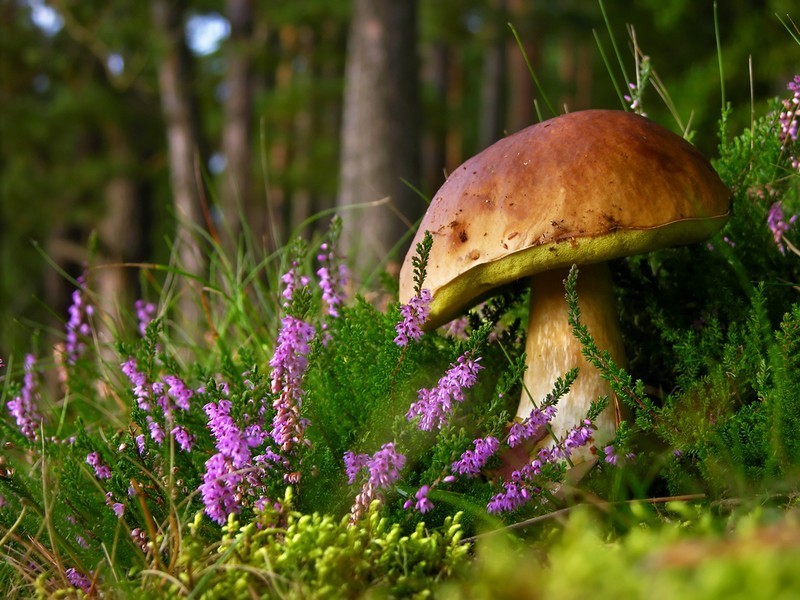 Herkkutatti elää symbioosissa puun kanssa.