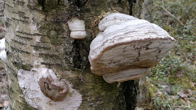 Elävässä koivussa kasvava taulakääpä loisii koivussa. Koivun kuoltua taulakääpä voi jatkaa kasvua kuolleessa koivussa lahottaen sitä. Taulakääpä voi täten toimia loisena ja lahottajasieneä. Puun kyljestä uloskasvava sienirihmasto muodostaa itiöemän.