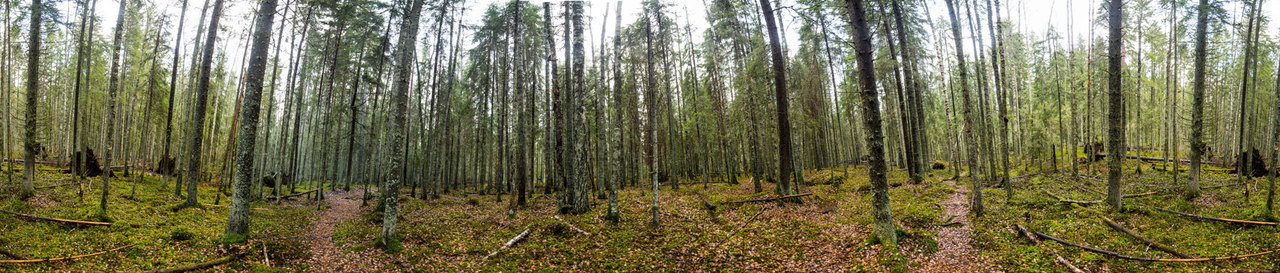 Suomalaista luonnontilaista metsää. Tammela, Liesjärven kansallispuisto. Voit klikata kuvaa suuremmaksi!
