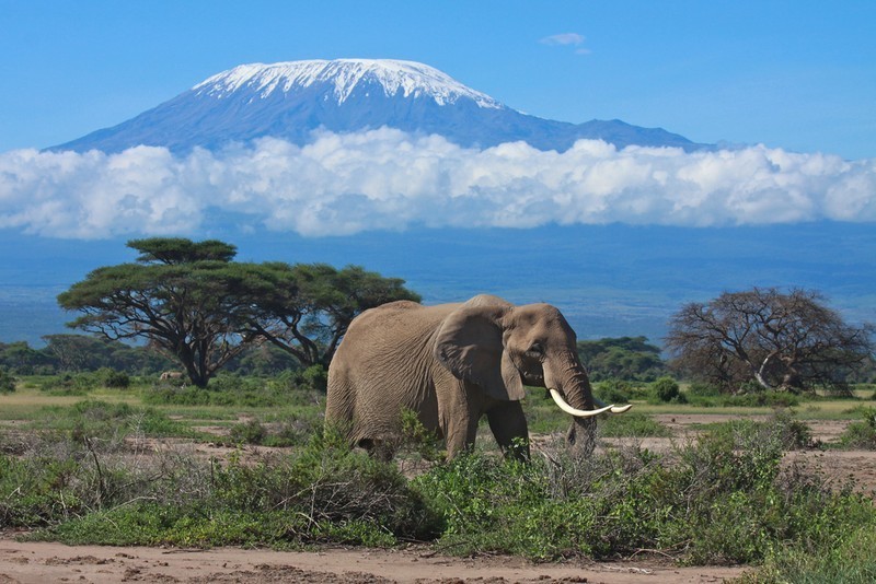 Kilimanjaro on korkea vuori Tansanian ja Kenian rajalla. Huomaa ruohosto, norsu, akaasia, kirkas auringonpaiste, lumihuippuinen vuori.