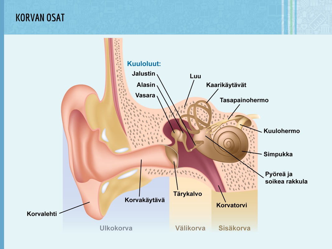 Korvan osat.