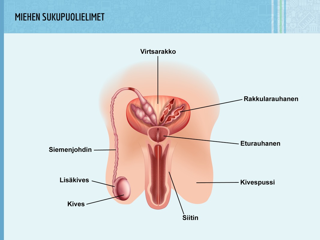 Miehen sukupuolielimet. Miehen ulkoisia sukupuolielimiä ovat siitin ja kivespussit ja sisäisiä kivekset, lisäkivekset ja siemenjohtimet.