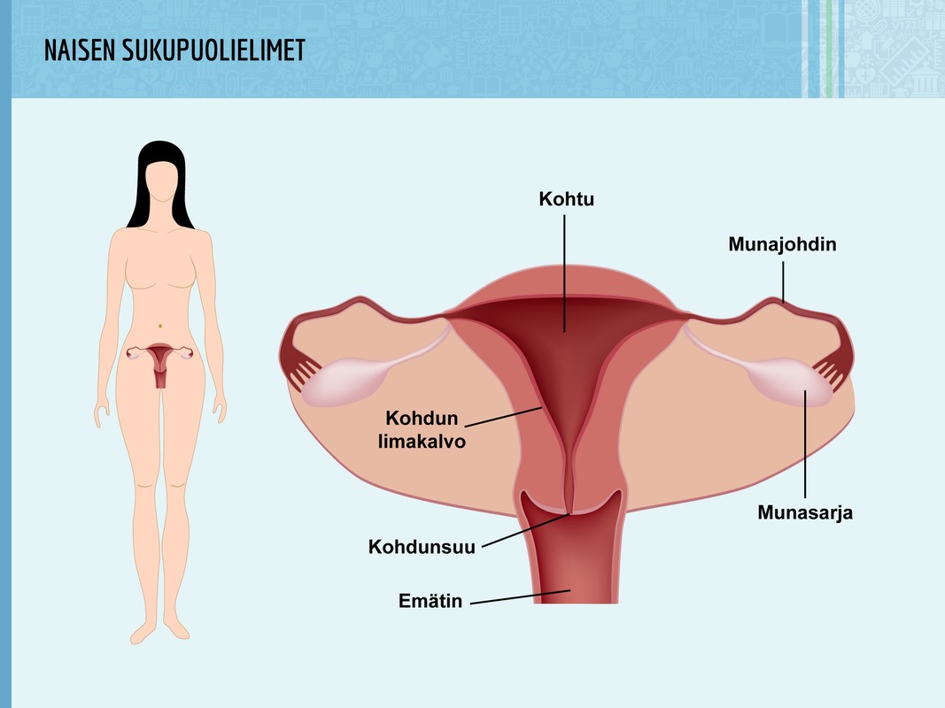 Naisen sukupuolielimet. Naisen ulkoisia sukupuolielimiä ovat häpyhuulet ja klitoris ja sisäisiä munasarjat, munajohtimet, kohtu ja emätin.