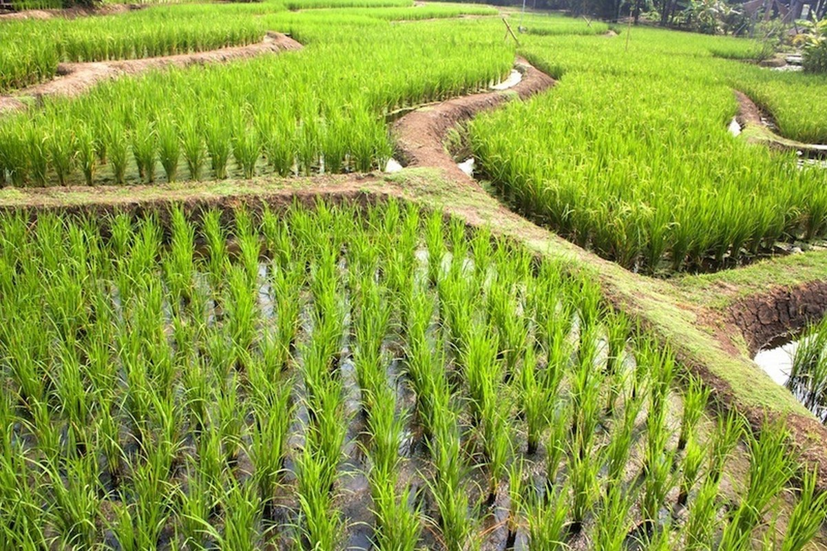 Metaanipäästöjä syntyy esimerkiksi riisinviljelystä.