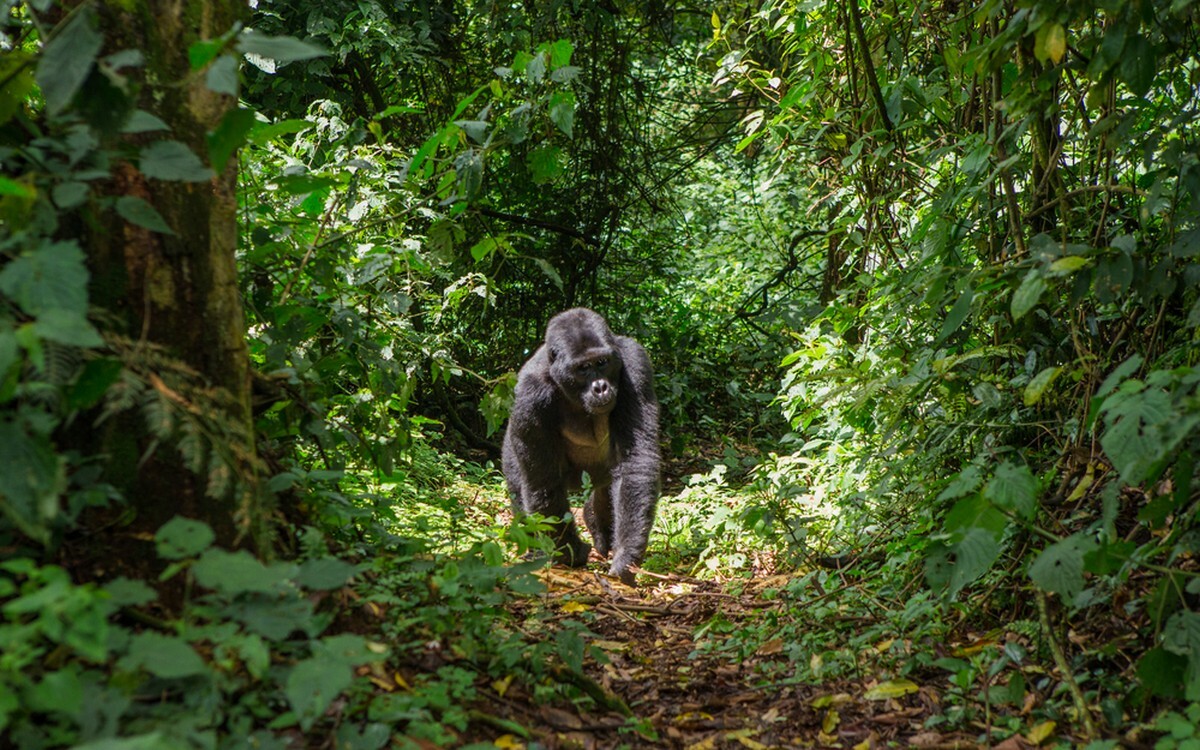 Sademetsässä on runsas kasvillisuus ja elämistö. Gorilla Afrikan sademetsässä.
