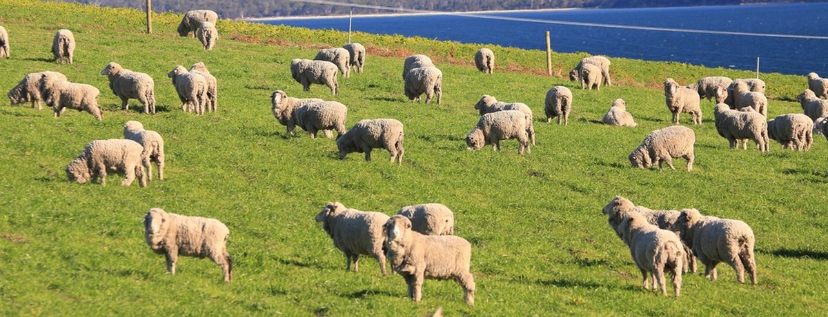 Lampaita kasvatetaan muun muassa Australiassa.
