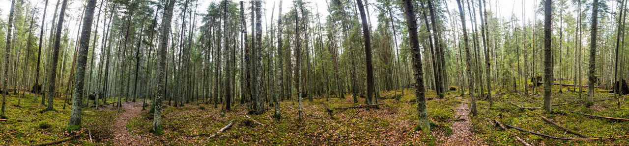 Liesjärven kansallispuisto Tammelassa