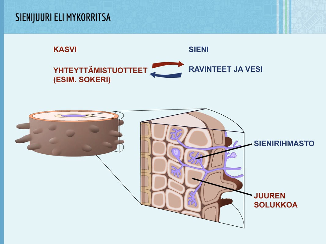 Sienijuuri on kasvin juuren ja sienen sienirihmaston yhdessä muodostama toiminnallinen kokonaisuus.