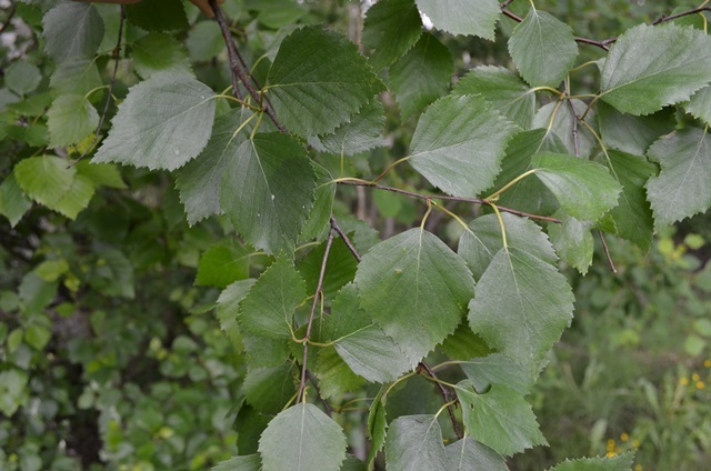 Hieskoivu.JPG