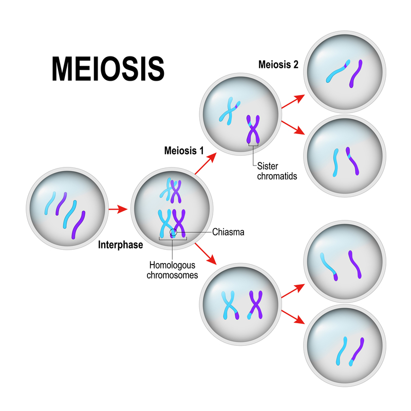 Meiosis