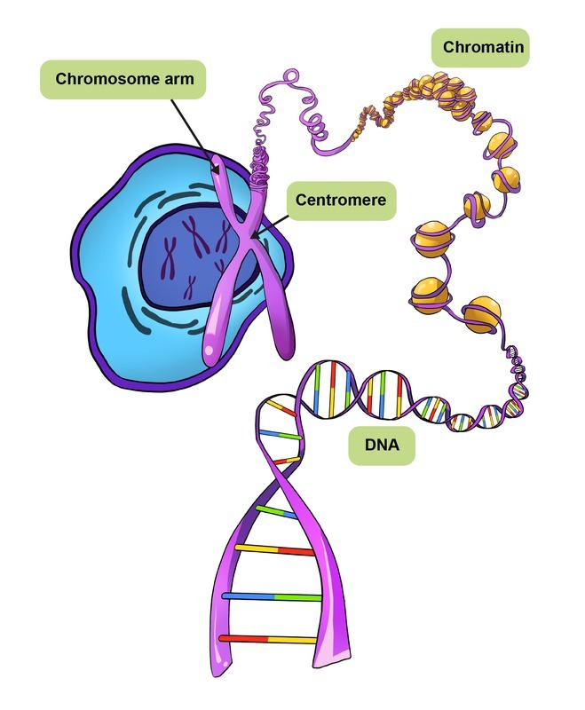 Chromosome structure