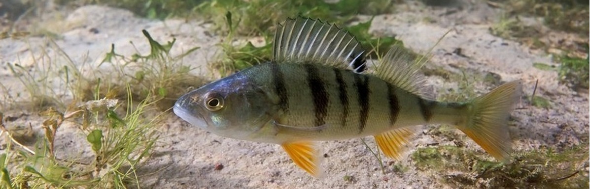 An individual perch is part of the perch population of its home lake.