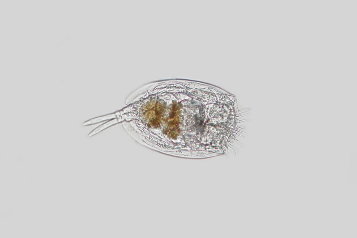 A rotifer or wheel animal.