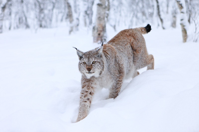 shutterstock_56288236_p_ilves.jpg