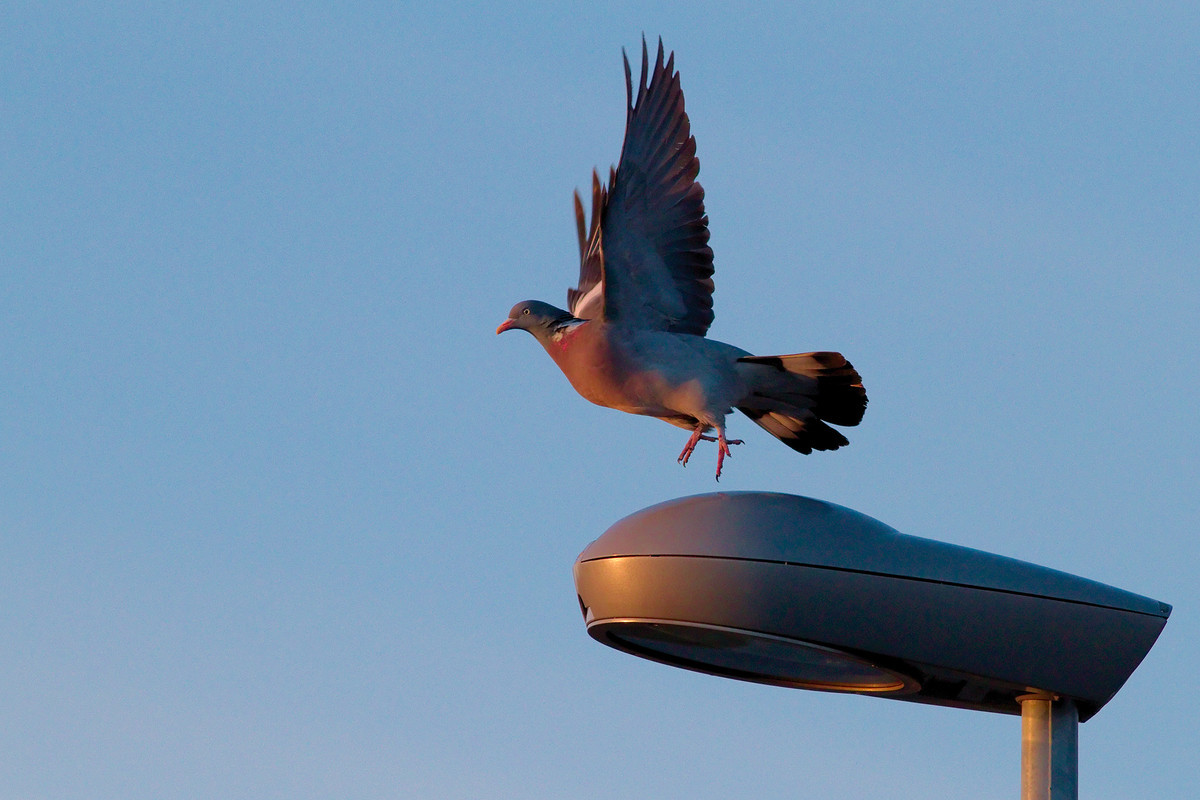 Sepelkyyhky (Columba palumbus)