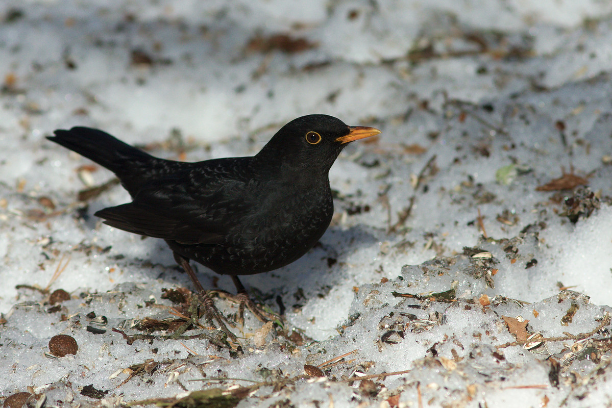 Mustarastas (Turdus merula) - koiras