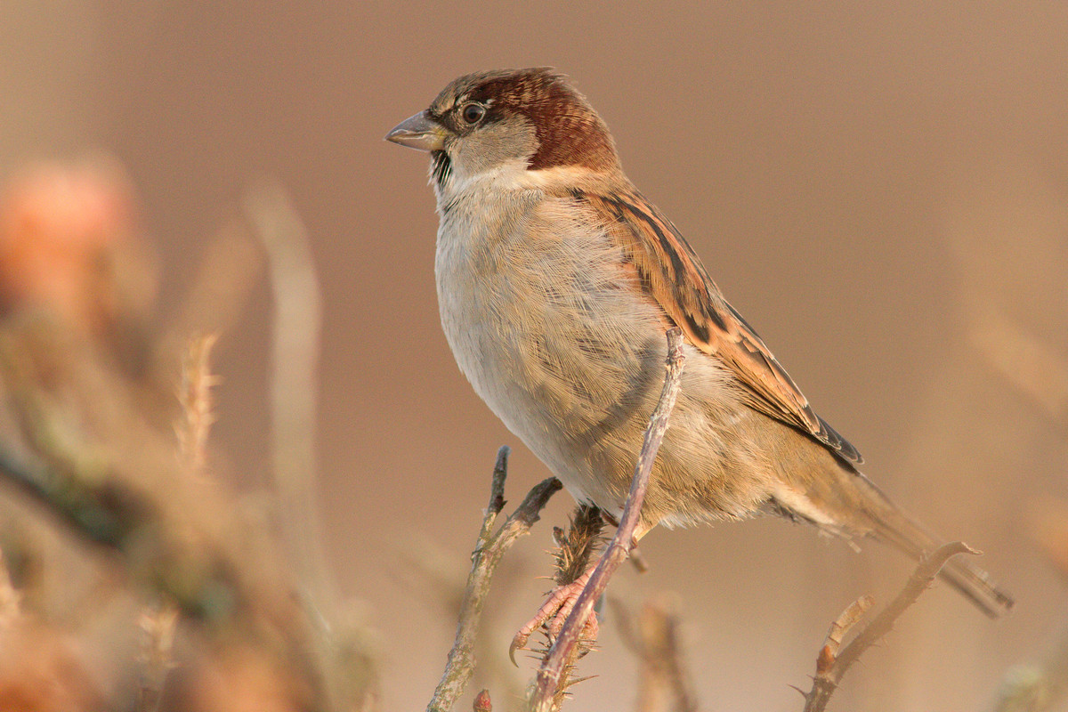 Varpunen (Passer domesticus) - koiras