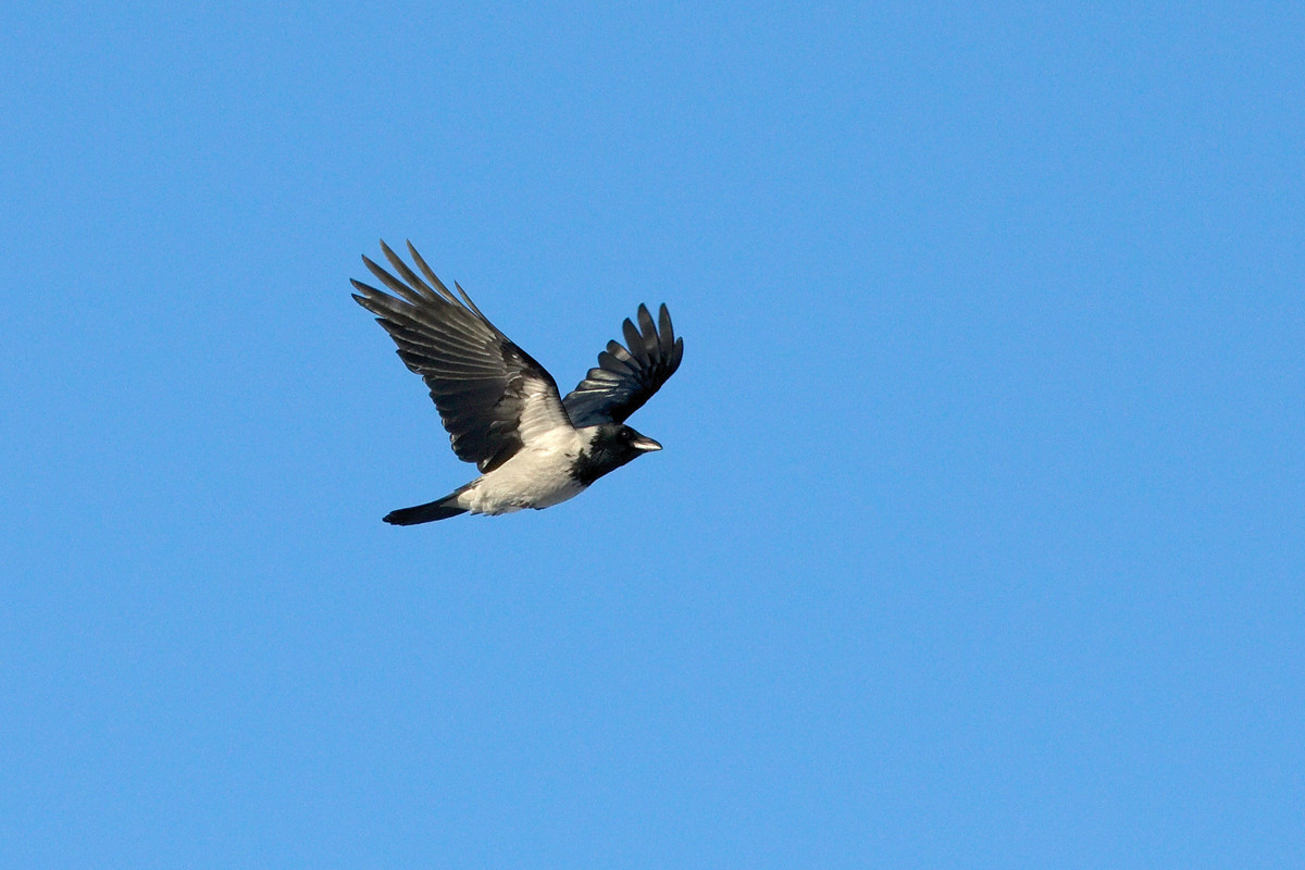 Varis (Corvus corone cornix)