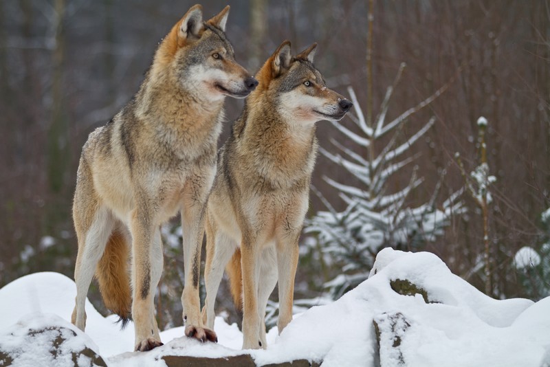 shutterstock_129151718_nis_susi_p.jpg